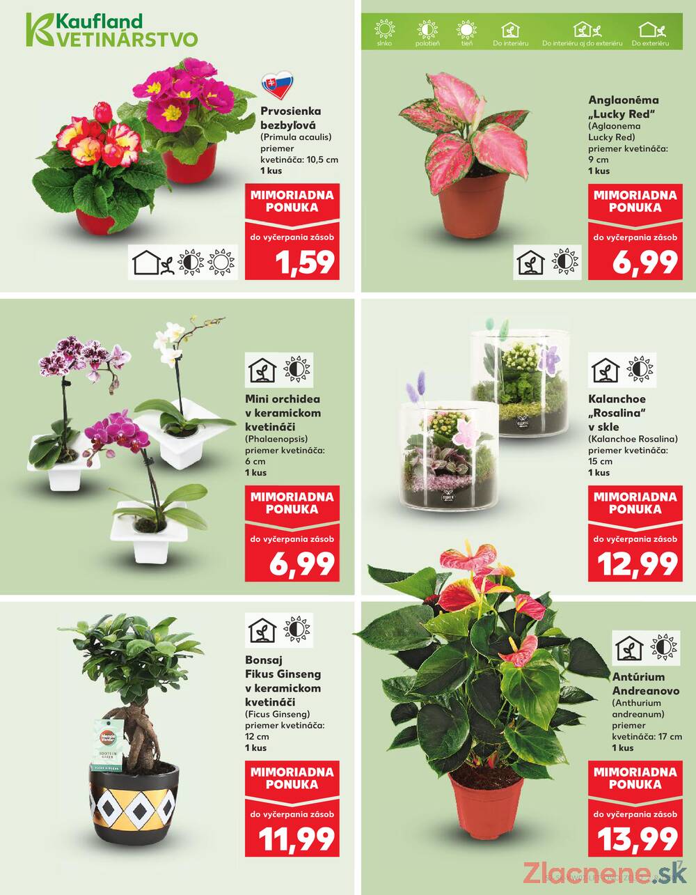 Kaufland 12.2. - 18.2. - Kaufland Považská Bystrica - Centrum