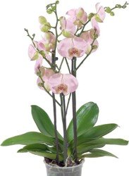 Orchidea (Phalaenopsis)