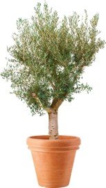 Olivovník (Olea europaea)