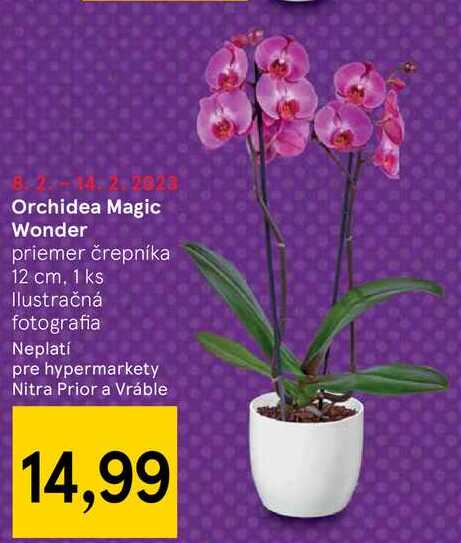 Orchidea Magic Wonder