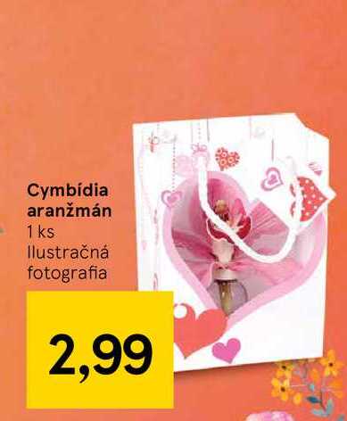 Cymbídia aranžmán, 1 ks