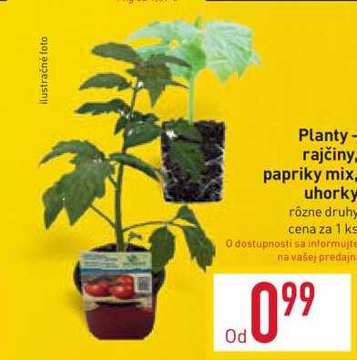 Planty- rajčiny, papriky mix uhorky rôzne druhy cena za 1 ks