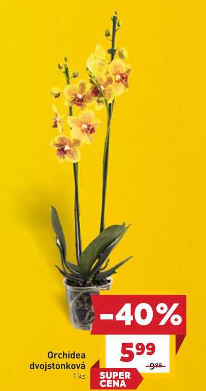 Orchidea dvojstonková 1 ks 