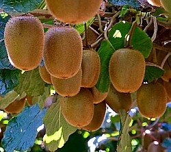 ACTINIDIA SAMOSPRAŠNÁ