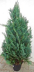 CYPRUS „LAWSONOV” (CHAMAECYPARIS LAWSONIANA)