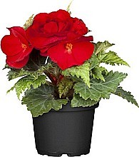 BEGÓNIA (BEGONIA TUBERHYBRIDA)