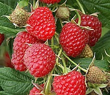MALINÍK (RUBUS IDAEUS)