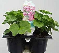 MUŠKÁT PREVISNUTÝ (PELARGONIUM PELTATUM)