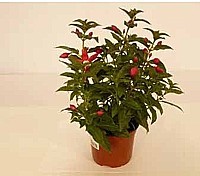 FUCHSIA BELLA (FUCHSIA)