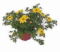 DVOJZUBEC (BIDENS)