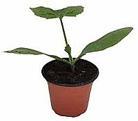 UHORKA NAKLADAČKA (CUCUMIS SATIVUS)