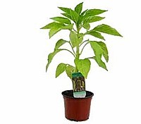 PAPRIKA SLADKÁ „AMY” (CAPSICUM ANNUUM)