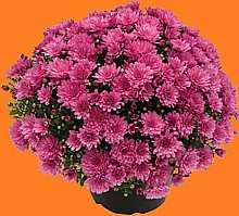 CHRYSANTHEMA (CHRYSANTHEMUM MULTIFLORA)