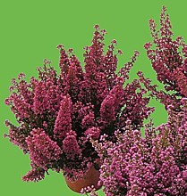 VRESOVEC VZNEŠENÝ (ERICA GRACILIS)