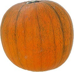 TEKVICA HALLOWEEN