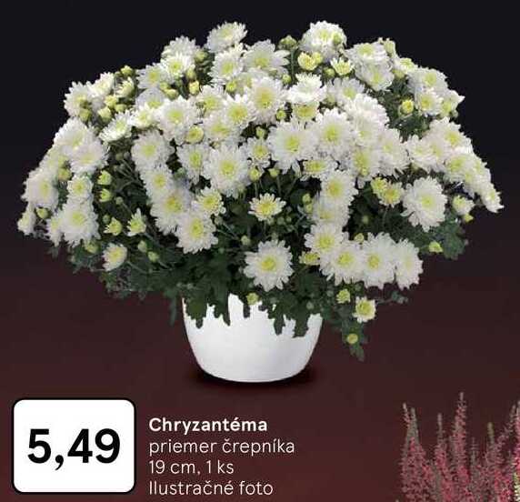 Chryzantéma 