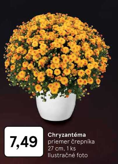 Chryzantéma priemer črepníka 27 cm, 1 ks