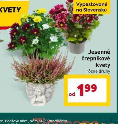 Jesenné črepníkové kvety rôzne druhy