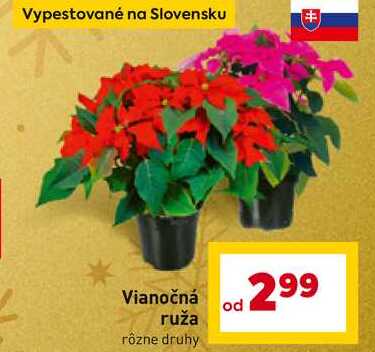 Vianočná ruža 
