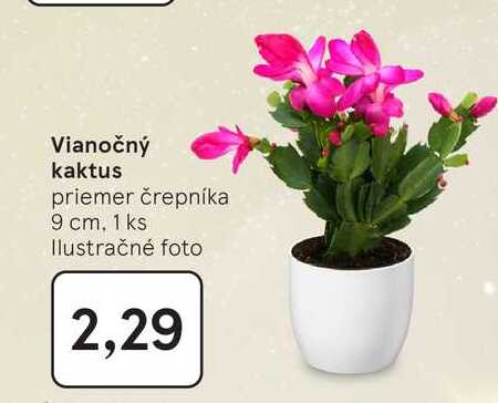 Vianočný kaktus priemer črepníka 9 cm, 1 ks