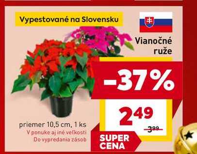 Vianočné ruže priemer 10,5 cm, 1 ks