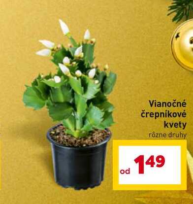 Vianočné črepníkové kvety