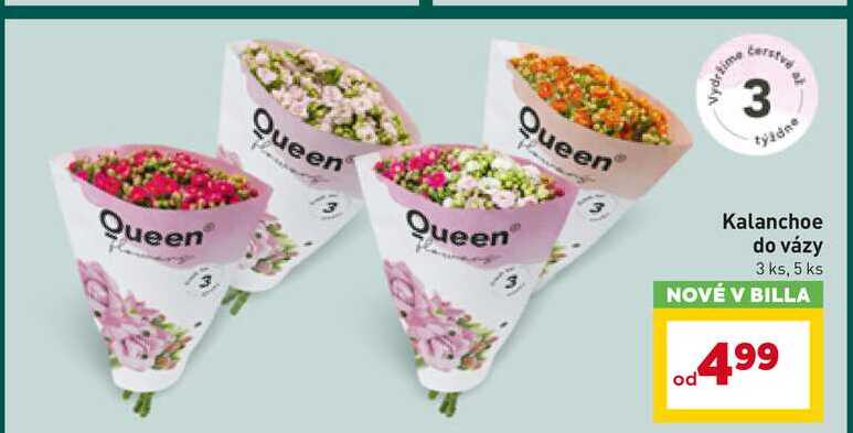 Kalanchoe do vázy 3 ks