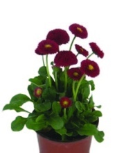 SEDMOKRÁSKA CHUDOBKA (BELLIS PERENNIS)