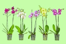 ORCHIDEA MOROVEC (PHALAENOPSIS)
