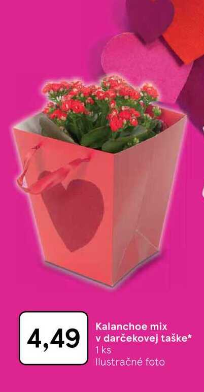 Kalanchoe mix v darčekovej taške 1 ks 