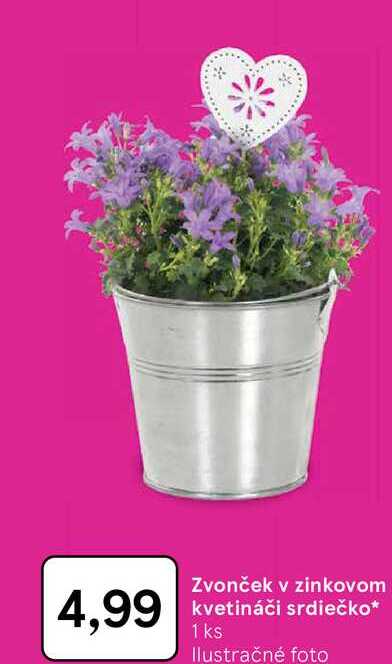 Zvonček v zinkovom kvetináči srdiečko 1 ks