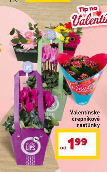 Valentínske črepníkové rastlinky 