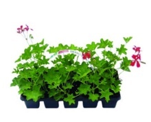 MUŠKÁT PREVISNUTÝ (PELARGONIUM PELTATUM JEDNODUCHÉ)