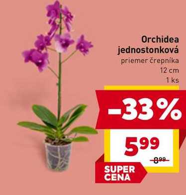 Orchidea jednostonková priemer črepníka 12 cm 