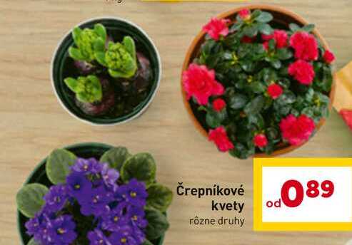 Črepníkové kvety rôzne druhy