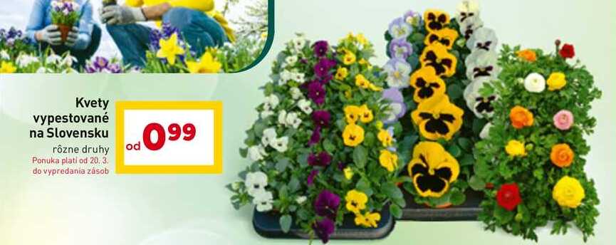 Kvety vypestované na Slovensku rôzne druhy 