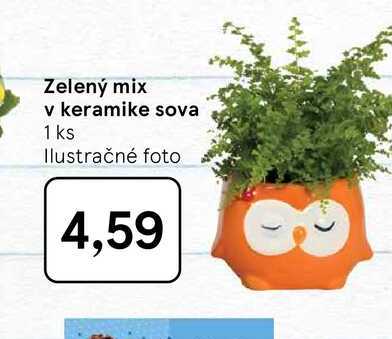 Zelený mix v keramike sova 1 ks 