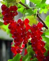 ČERVENÉ RÍBEZLE (RIBES RUBRUM)