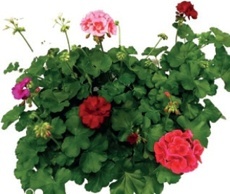 Pelargónia hybridná (Pelargonium Hybrid)