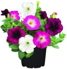 Petunia (Petunia) trio K13