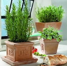 Zmes talianskych byliniek