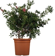 Tyčinkovec citrónový (Callistemon citrinus)