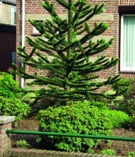 Blahočet čilský (Araucaria araucana)