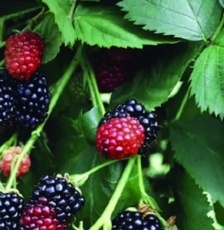 Ostružina černicová (Rubus fruticosus)