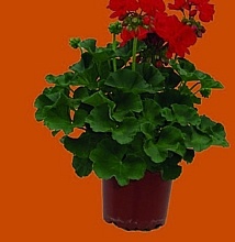 MUŠKÁT VZPRIAMENÝ (PELARGONIUM ZONALE)