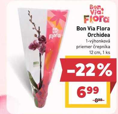 Bon Via Flora Orchidea 1-výhonková priemer črepníka 12 cm, 1 ks 