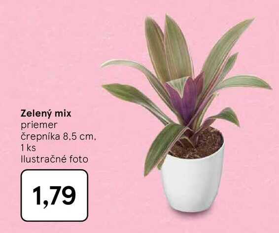 Zelený mix priemer črepníka 8.5 cm 1 ks