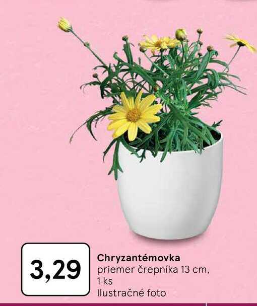 Chryzantémovka priemer črepníka 13 cm, 1 ks