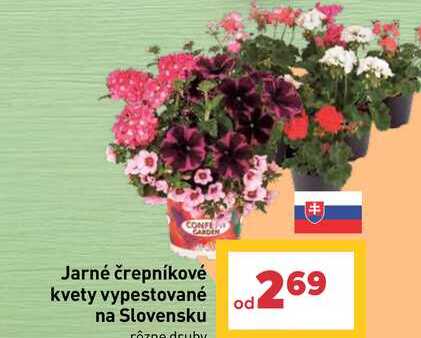 Jarné črepníkové kvety vypestované na Slovensku rôzne druhy