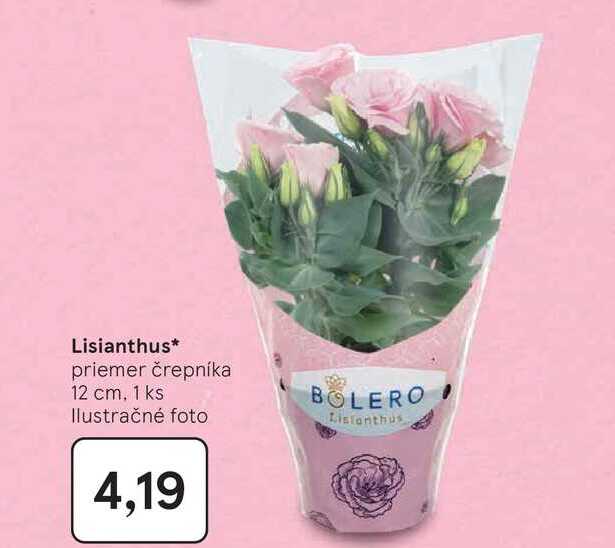 Lisianthus priemer črepníka 12 cm, 1 ks 
